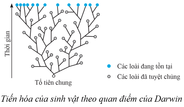 Lý thuyết KHTN 9 Cánh diều Bài 43: Cơ chế tiến hoá