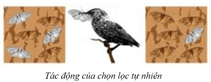 Lý thuyết KHTN 9 Cánh diều Bài 43: Cơ chế tiến hoá