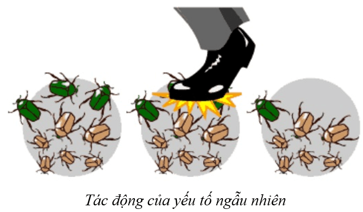 Lý thuyết KHTN 9 Cánh diều Bài 43: Cơ chế tiến hoá