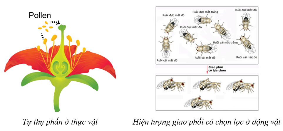 Lý thuyết KHTN 9 Cánh diều Bài 43: Cơ chế tiến hoá
