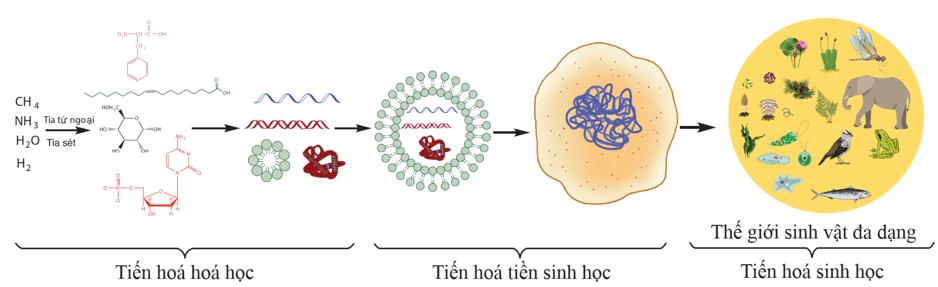 Lý thuyết KHTN 9 Cánh diều Bài 44: Sự phát sinh và phát triển sự sống trên Trái Đất