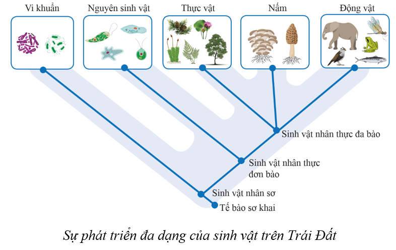 Lý thuyết KHTN 9 Cánh diều Bài 44: Sự phát sinh và phát triển sự sống trên Trái Đất