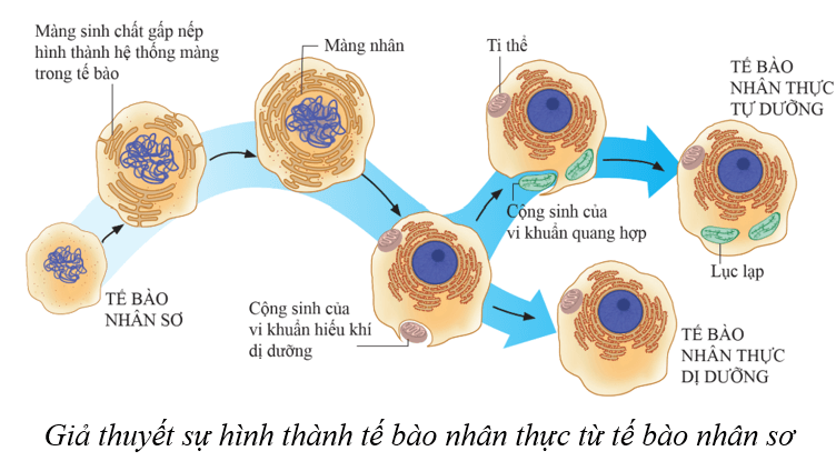 Lý thuyết KHTN 9 Cánh diều Bài 44: Sự phát sinh và phát triển sự sống trên Trái Đất