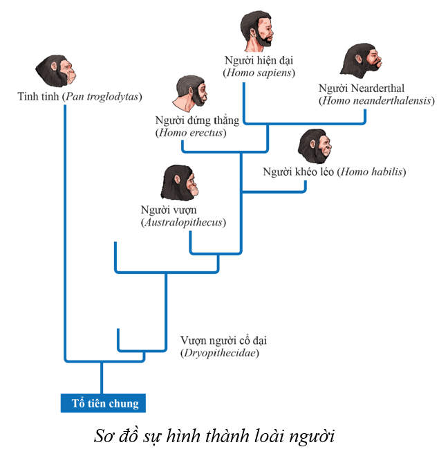 Lý thuyết KHTN 9 Cánh diều Bài 44: Sự phát sinh và phát triển sự sống trên Trái Đất