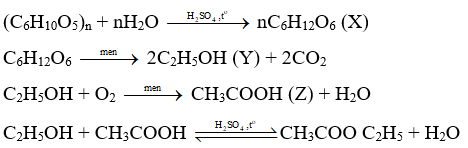 Trắc nghiệm KHTN 9 Cánh diều Bài 27 (có đáp án): Tinh bột và cellulose | Khoa học tự nhiên 9