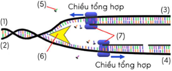 Trắc nghiệm KHTN 9 Cánh diều Bài 34 (có đáp án): Từ gene đến tính trạng | Khoa học tự nhiên 9