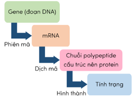 Trắc nghiệm KHTN 9 Cánh diều Bài 34 (có đáp án): Từ gene đến tính trạng | Khoa học tự nhiên 9