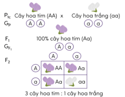 Trắc nghiệm KHTN 9 Cánh diều Bài 38 (có đáp án): Quy luật di truyền của Mendel | Khoa học tự nhiên 9