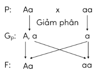 Trắc nghiệm KHTN 9 Cánh diều Bài 38 (có đáp án): Quy luật di truyền của Mendel | Khoa học tự nhiên 9
