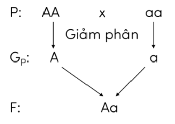 Trắc nghiệm KHTN 9 Cánh diều Bài 38 (có đáp án): Quy luật di truyền của Mendel | Khoa học tự nhiên 9