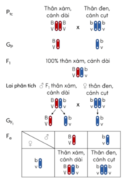 Trắc nghiệm KHTN 9 Cánh diều Bài 39 (có đáp án): Di truyền liên kết và cơ chế xác định giới tính | Khoa học tự nhiên 9