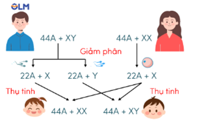 Trắc nghiệm KHTN 9 Cánh diều Bài 39 (có đáp án): Di truyền liên kết và cơ chế xác định giới tính | Khoa học tự nhiên 9