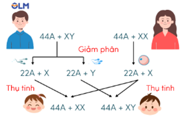 Trắc nghiệm KHTN 9 Cánh diều Bài 39 (có đáp án): Di truyền liên kết và cơ chế xác định giới tính | Khoa học tự nhiên 9