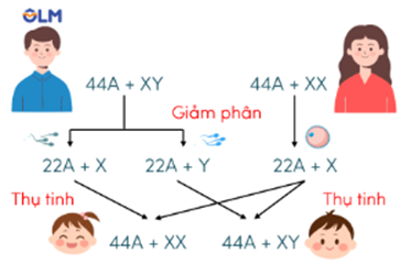 Trắc nghiệm KHTN 9 Cánh diều Bài 39 (có đáp án): Di truyền liên kết và cơ chế xác định giới tính | Khoa học tự nhiên 9