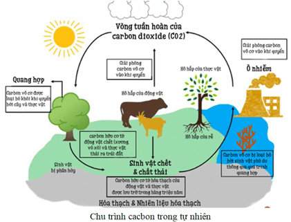 Em hãy trình bày dưới dạng sơ đồ về vai trò của carbon dioxide trong chu trình carbon