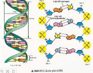 Quan sát Hình 37.1, hãy mô tả cấu trúc của phân tử DNA trang 157 KHTN 9