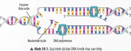 Quan sát Hình 39.1 và đọc thông tin trong bài, hãy mô tả lại quá trình tái bản của DNA