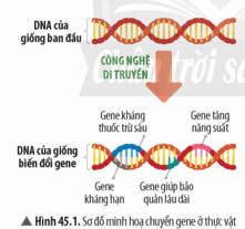Quan sát Hình 45.1 và đọc thông tin ở Bảng 45.1, hãy cho biết giống cây trồng biến đổi gene