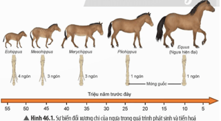 Quan sát Hình 46.1, cho biết các đặc điểm giống và khác nhau giữa ngựa hiện đại với những tổ tiên trước đó