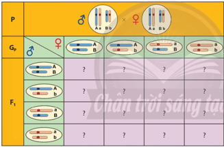 Xác định kiểu gene của các tổ hợp giao tử bằng cách hoàn thành ô trống trong Hình 43.4