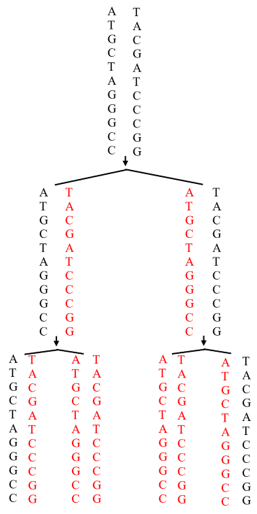 Hình bên minh họa kết quả tái bản của một đoạn phân tử DNA. Hãy vẽ hình minh họa