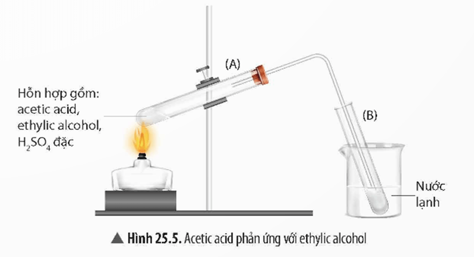 Lý thuyết KHTN 9 Chân trời sáng tạo Bài 25: Acetic acid