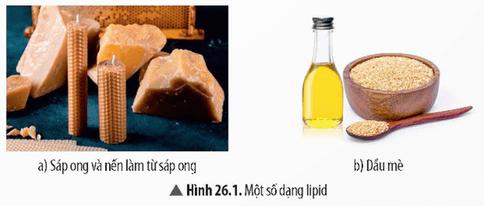 Lý thuyết KHTN 9 Chân trời sáng tạo Bài 26: Lipid và chất béo