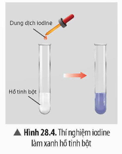 Lý thuyết KHTN 9 Chân trời sáng tạo Bài 28: Tinh bột và cellulose