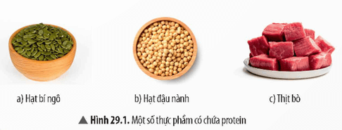 Lý thuyết KHTN 9 Chân trời sáng tạo Bài 29: Protein