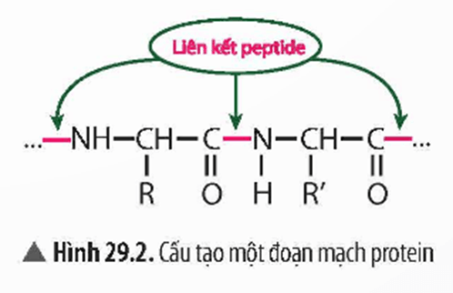 Lý thuyết KHTN 9 Chân trời sáng tạo Bài 29: Protein