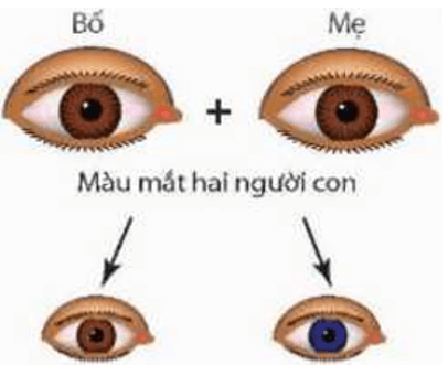 Lý thuyết KHTN 9 Chân trời sáng tạo Bài 35: Khái quát về di truyền học (ảnh 2)