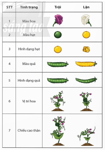 Lý thuyết KHTN 9 Chân trời sáng tạo Bài 36: Các quy luật di truyền của Mendel (ảnh 2)
