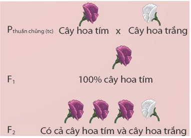 Lý thuyết KHTN 9 Chân trời sáng tạo Bài 36: Các quy luật di truyền của Mendel (ảnh 3)