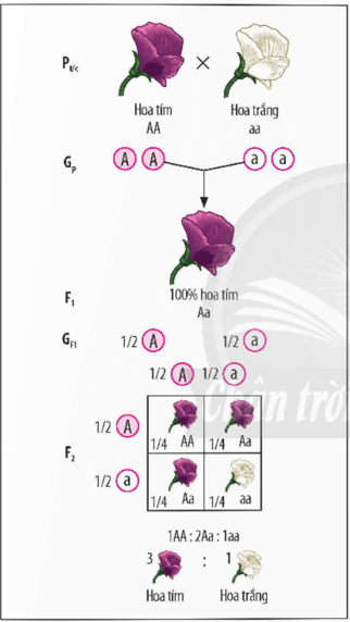 Lý thuyết KHTN 9 Chân trời sáng tạo Bài 36: Các quy luật di truyền của Mendel (ảnh 4)