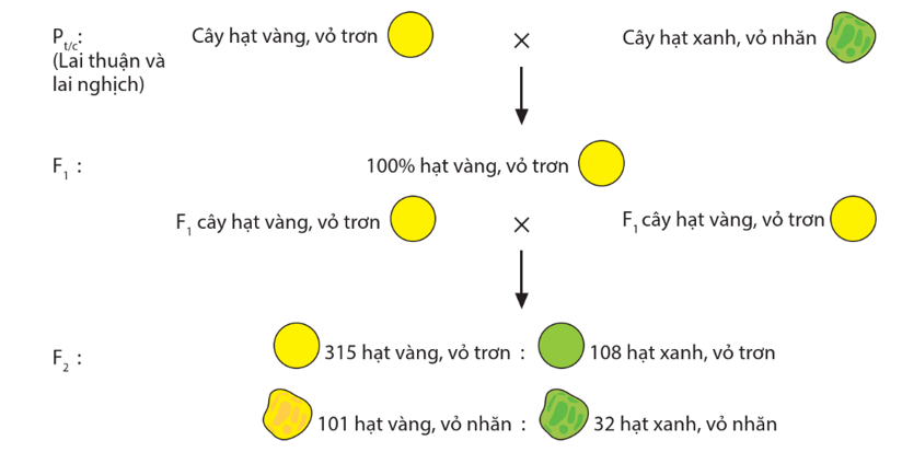 Lý thuyết KHTN 9 Chân trời sáng tạo Bài 36: Các quy luật di truyền của Mendel (ảnh 6)