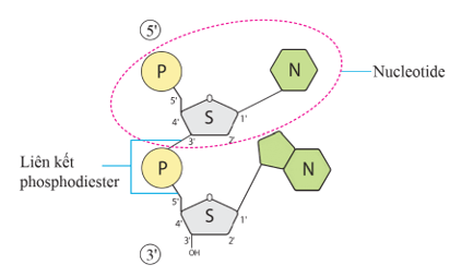 Lý thuyết KHTN 9 Chân trời sáng tạo Bài 37: Nucleic acid và ứng dụng (ảnh 1)