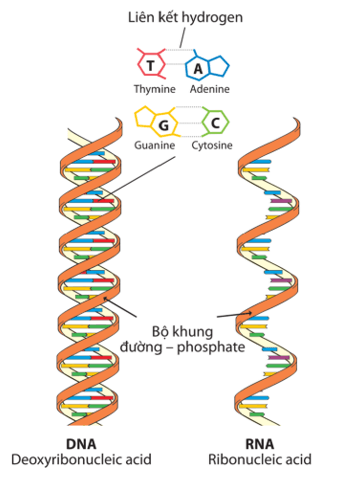 Lý thuyết KHTN 9 Chân trời sáng tạo Bài 37: Nucleic acid và ứng dụng (ảnh 2)