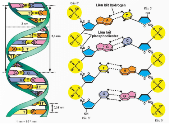 Lý thuyết KHTN 9 Chân trời sáng tạo Bài 37: Nucleic acid và ứng dụng (ảnh 3)