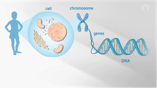 Lý thuyết KHTN 9 Chân trời sáng tạo Bài 37: Nucleic acid và ứng dụng (ảnh 4)
