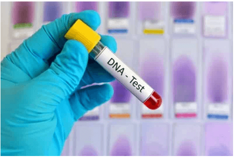 Lý thuyết KHTN 9 Chân trời sáng tạo Bài 37: Nucleic acid và ứng dụng (ảnh 7)