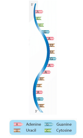 Lý thuyết KHTN 9 Chân trời sáng tạo Bài 37: Nucleic acid và ứng dụng (ảnh 8)
