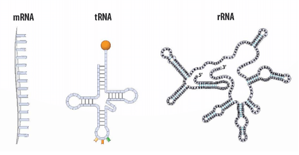 Lý thuyết KHTN 9 Chân trời sáng tạo Bài 37: Nucleic acid và ứng dụng (ảnh 9)