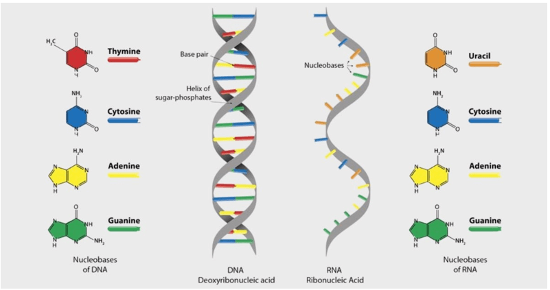 Lý thuyết KHTN 9 Chân trời sáng tạo Bài 37: Nucleic acid và ứng dụng (ảnh 10)