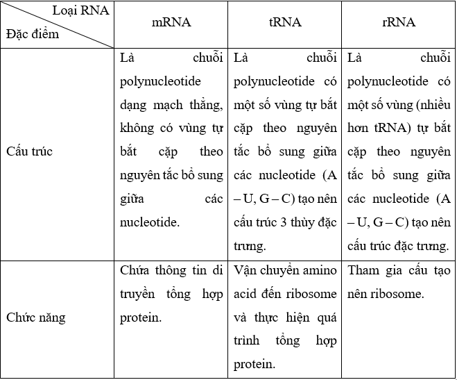 Lý thuyết KHTN 9 Chân trời sáng tạo Bài 37: Nucleic acid và ứng dụng (ảnh 11)