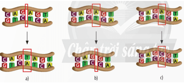 Lý thuyết KHTN 9 Chân trời sáng tạo Bài 38: Đột biến gene (ảnh 2)