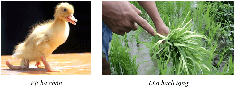 Lý thuyết KHTN 9 Chân trời sáng tạo Bài 38: Đột biến gene (ảnh 4)