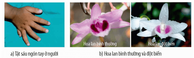 Lý thuyết KHTN 9 Chân trời sáng tạo Bài 38: Đột biến gene (ảnh 4)