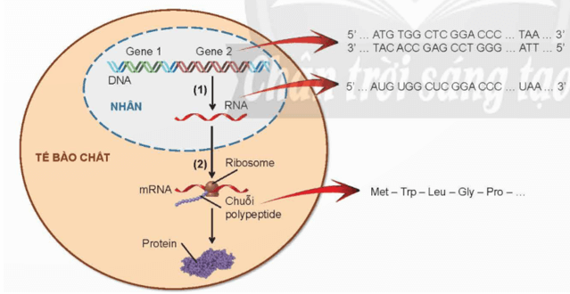 Lý thuyết KHTN 9 Chân trời sáng tạo Bài 40: Từ gene đến tính trạng (ảnh 1)