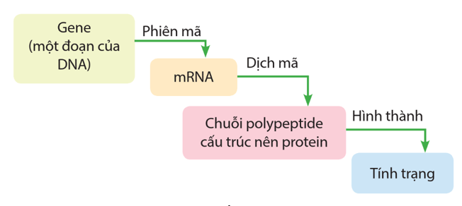 Lý thuyết KHTN 9 Chân trời sáng tạo Bài 40: Từ gene đến tính trạng (ảnh 2)