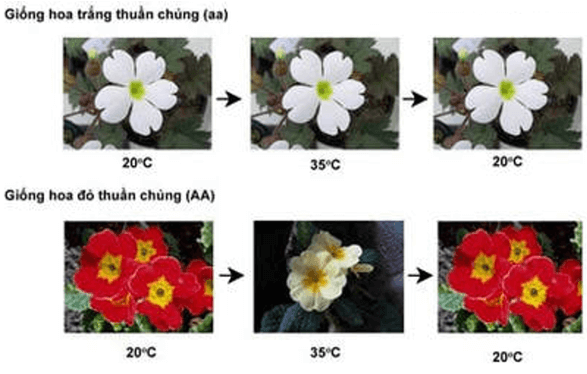 Lý thuyết KHTN 9 Chân trời sáng tạo Bài 40: Từ gene đến tính trạng (ảnh 5)